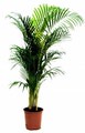 areca zplantsinccom 10 plants can improve the feng shui of your home or office