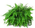 boston fern nathankramer com 10 plants can improve the feng shui of your home or office