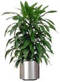 dracaena extento hawaii edu 10 plants can improve the feng shui of your home or office