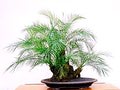 dwarf date palm fukubonsai com 10 plants can improve the feng shui of your home or office