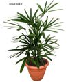 lady palm realpalmtrees com 10 plants can improve the feng shui of your home or office