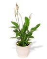 peace lily greenbuttercups com 10 plants can improve the feng shui of your home or office